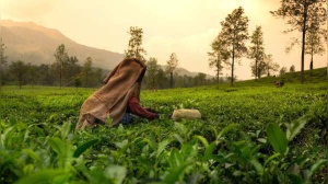 Why Wayanad Is Kerala's best kept secret to a stress-free, phone-free vacation