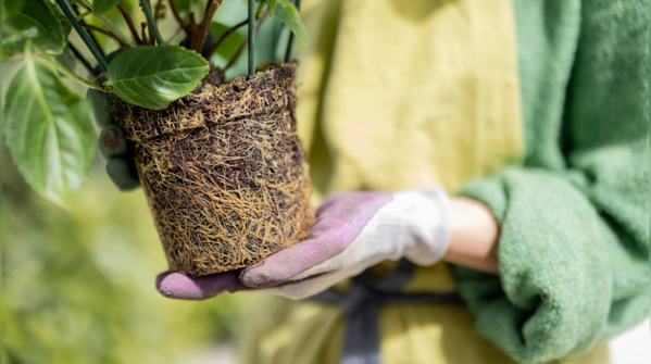 Hydrangea Root