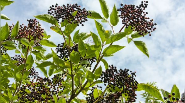 Elderberry Root