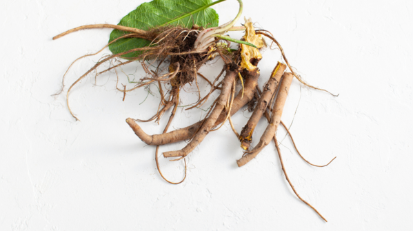 Yellow Dock Root