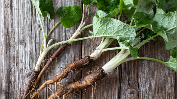 Burdock Root