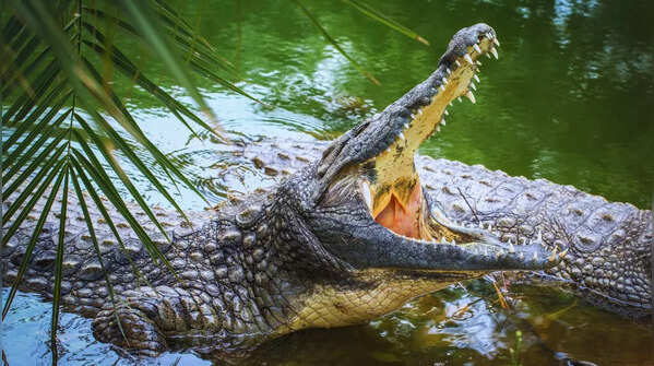 Crocodile Cruises 