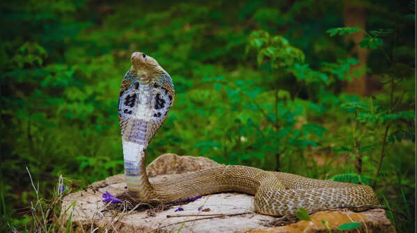 Karnataka’s Western Ghats