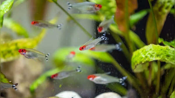 Rummy Nose Tetras