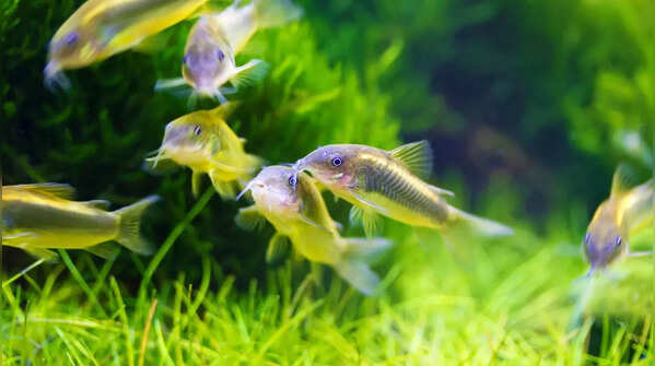 Pgymy Corydoras Catfish (Corys)