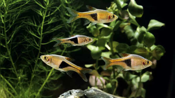 Harlequin Rasboras