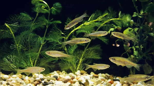 Zebra Danios