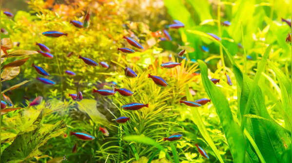 Neon Tetras