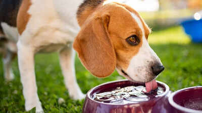 5 healthy drinks other than water your dog can safely drink