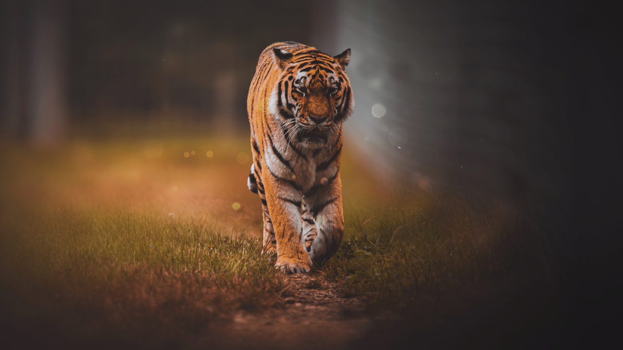 tiger